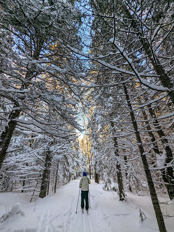 A photo of a cross country skier skiing down a trail between snow covered fir and spruce.