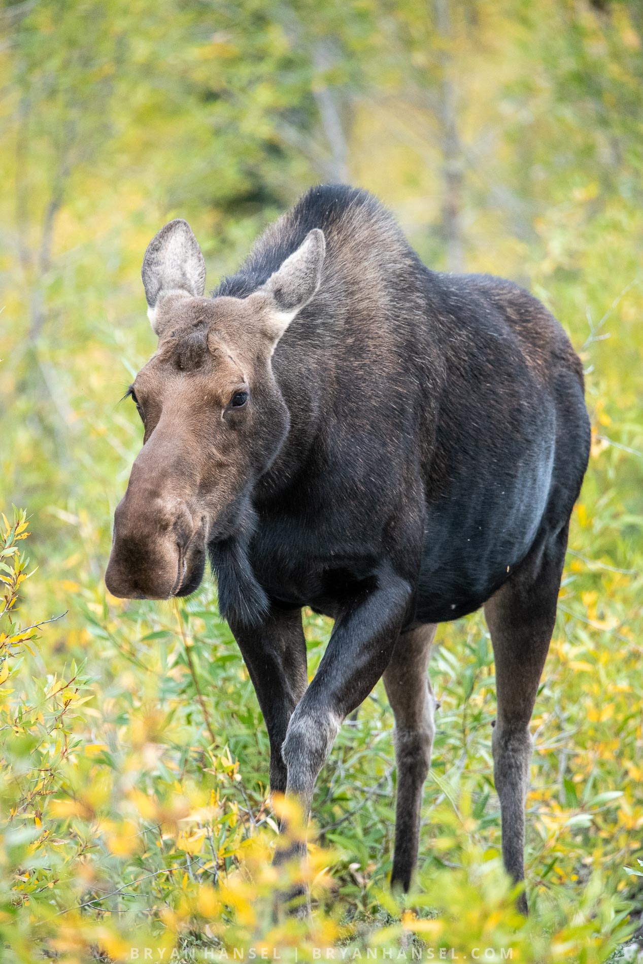 a moose cow walking through yellow and green grasses.